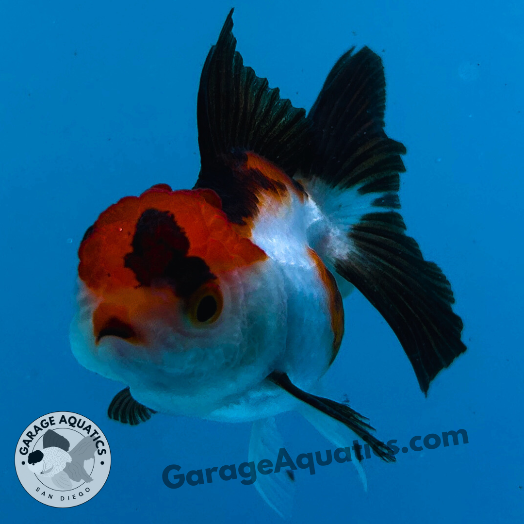 Live Premium Fancy Goldfish Thai Oranda Tri-Color 2" Body 3 Months (JC-104) R1C02