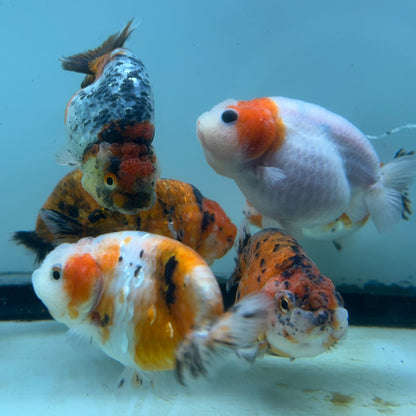 Live Fancy Goldfish Thai Ranchu Tiger Calico 3"-3.5" Body Ready to Ship (OUR CHOICE)