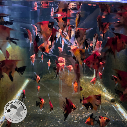 Live Fancy Fish – Red Devil (SUPER RED) Angel Fish VIP Grade, Rare Line-Bred Pterophyllum Scalare – Direct From Farm