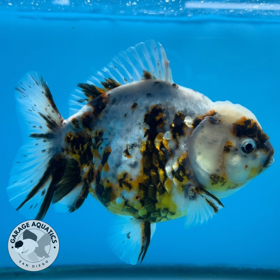 NK Thailand Thai Oranda Short Tail White Tiger Calico 4” Body Female (JC-028) R1C4 (FREE 2 DAY SHIPPING)