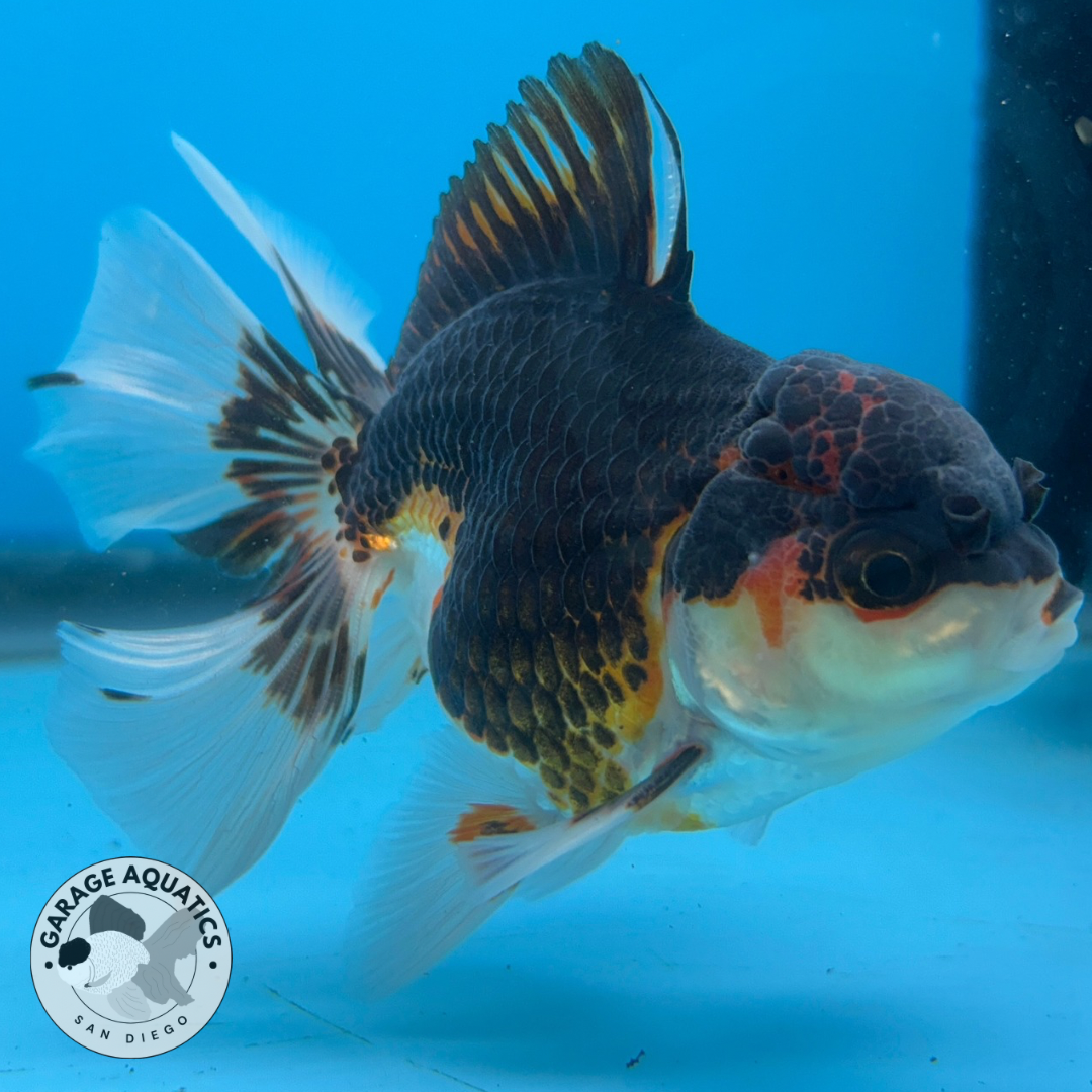 Thai Oranda Tri-Color Yuan Bao Orchid Tail Male 3” Body 7 Months (JC-038)