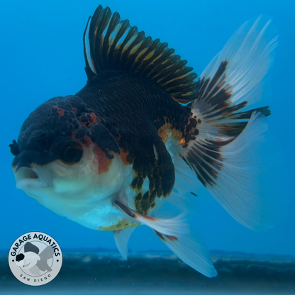 Thai Oranda Tri-Color Yuan Bao Orchid Tail Male 3” Body 7 Months (JC-038)