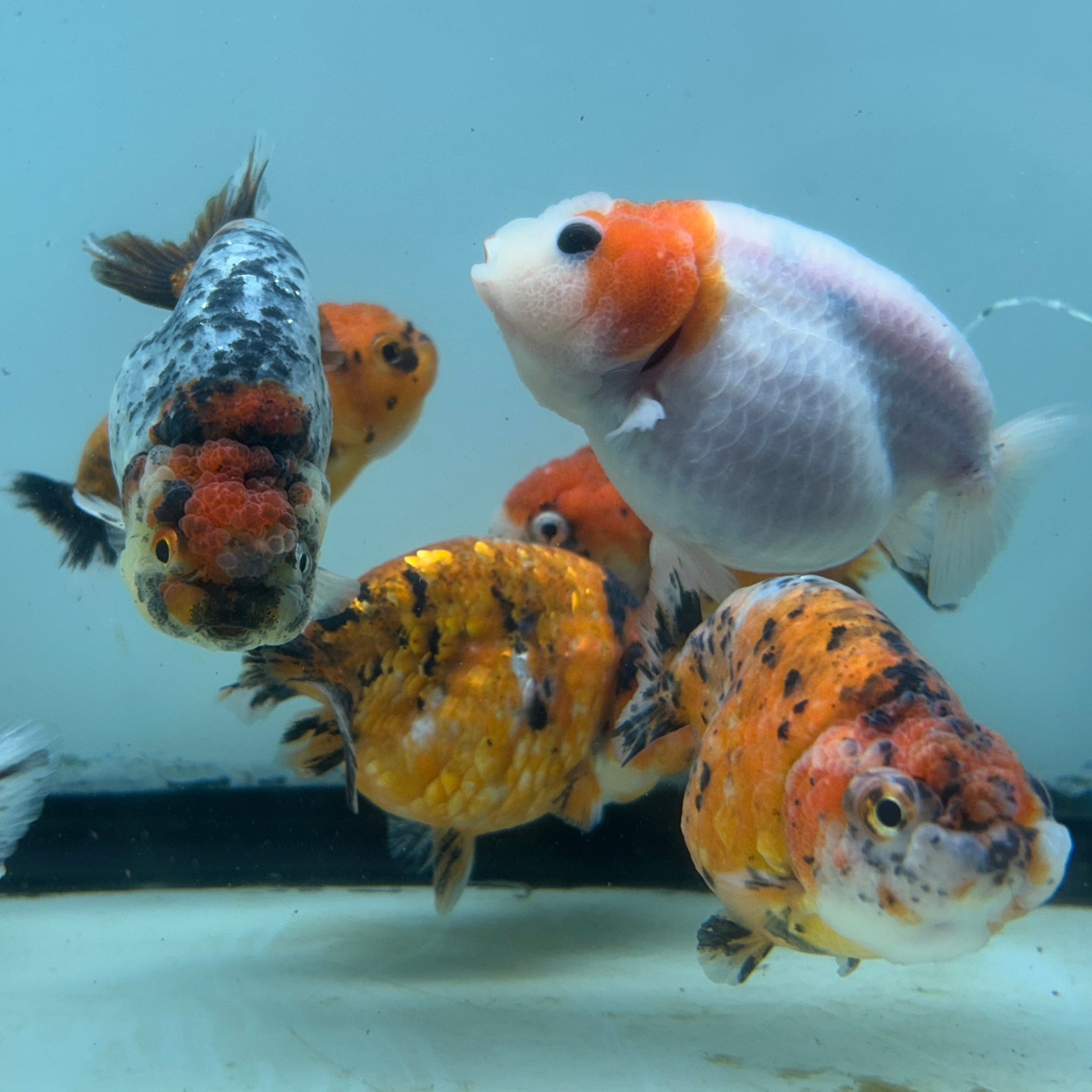 Live Fancy Goldfish Thai Ranchu Tiger Calico 3"-3.5" Body Ready to Ship (OUR CHOICE)