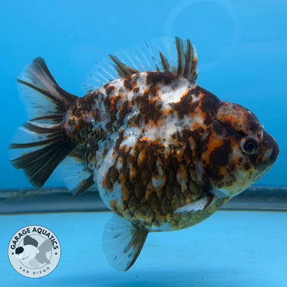 NK Thailand Thai Oranda Short Tail White Tiger Calico 4” Body Male (JC-021) R1C4 (FREE 2 DAY SHIPPING)