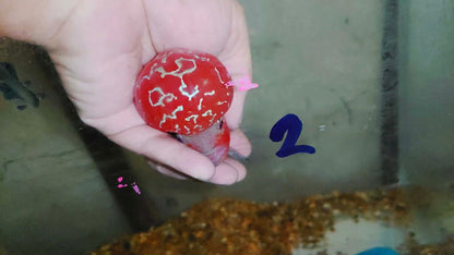 Super Red Dragon Flowerhorn MALE 4" inch MONSTER KOK (SRD-026)