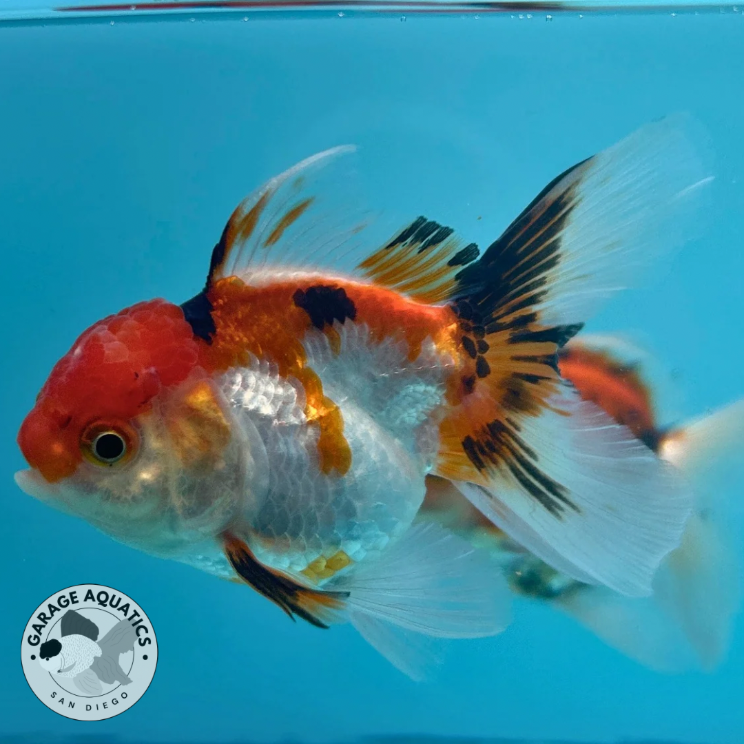 Live Premium Thai Oranda Mix Special Color Pack of 5 Ready To Ship R1A02