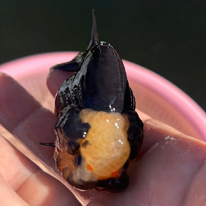 Live Premium Fancy Goldfish AA Thai Lionchu Panda 2.5” body Male 5 Months (JC-159) BlackTub#3