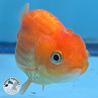 Thai Ranchu Red Male 2” Body 3 Months (JC-019)