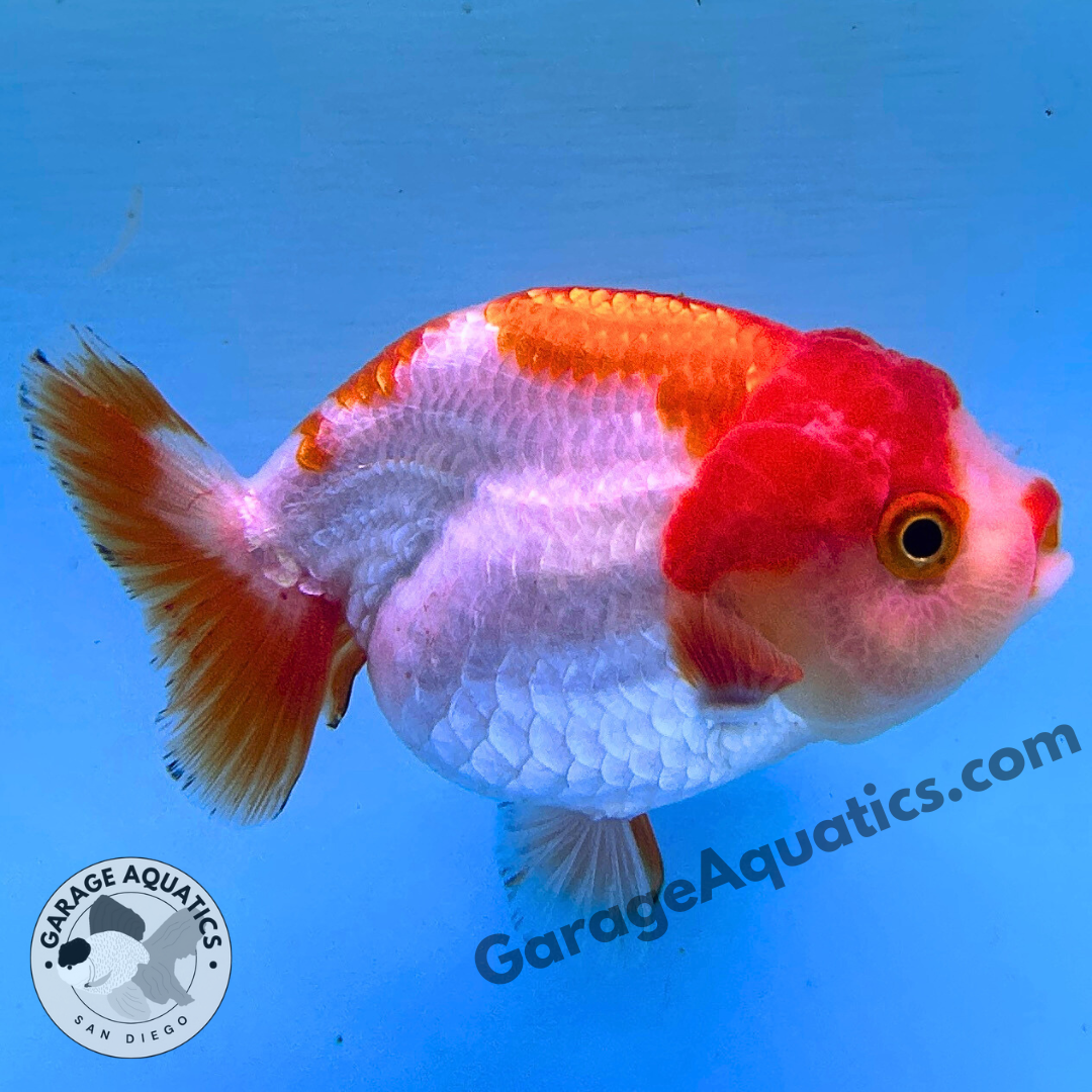 Live Premium Fancy Goldfish Thai Ranchu Red & White 3" Body 6 Months (JC-102) R1C03
