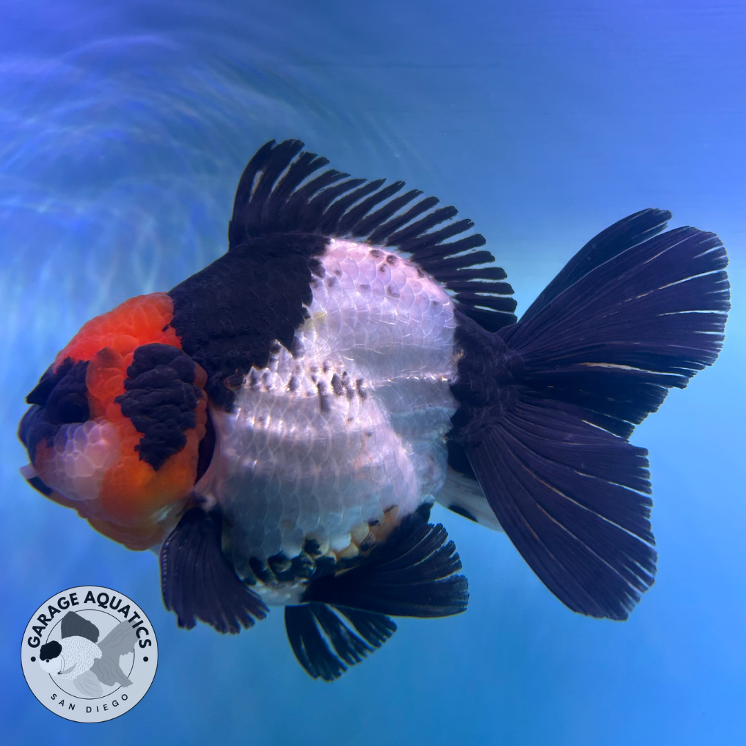 Live Premium Fancy Goldfish Thai Yuanbao Oranda Tri-Color Giant Breed Short-Tail Male 3.5” Body 8 Months (JC-079)