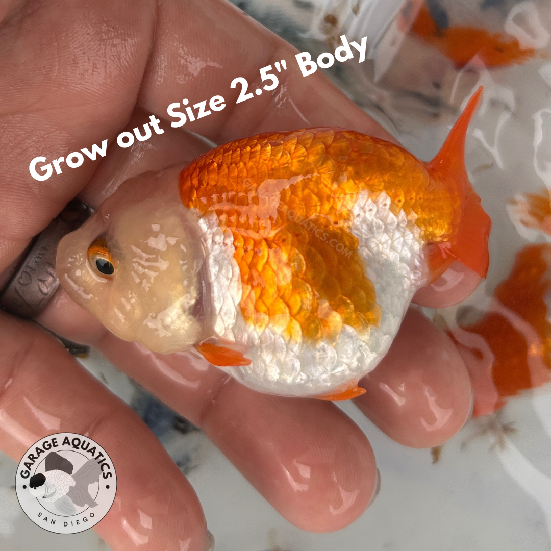 Live Premium Fancy Goldfish Thai Lionchu Red & White Our Choice (Direct From Farm)