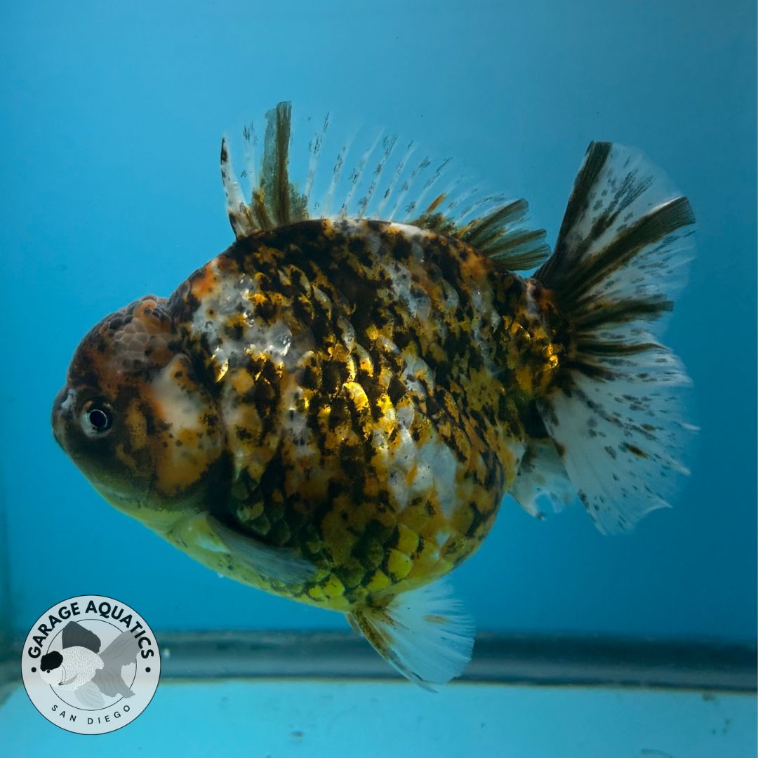 NK Thailand Thai Oranda Short Tail Tiger Calico 5” Body Male (JC-027) R1C4 (FREE 2 DAY SHIPPING)