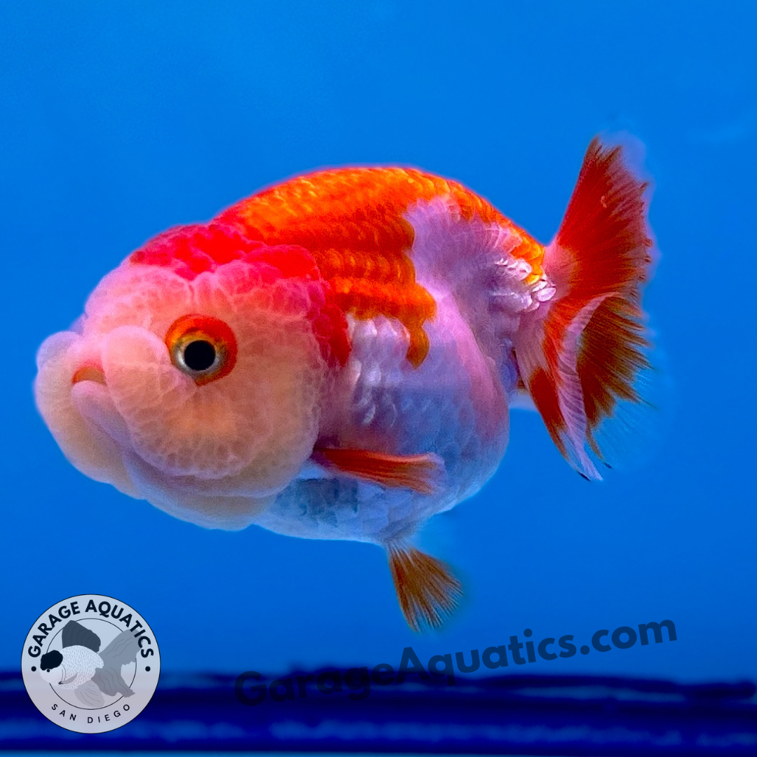 Live Premium Fancy Goldfish Thai Buffalo Ranchu Red & White 3" Body 6 Months (JC-099) R1C03