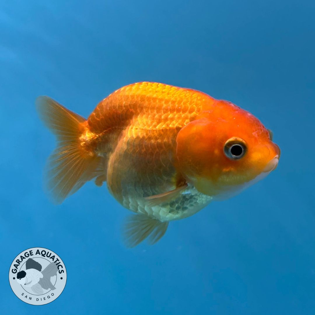 Thai Ranchu Red Male 2” Body 3 Months (JC-018)