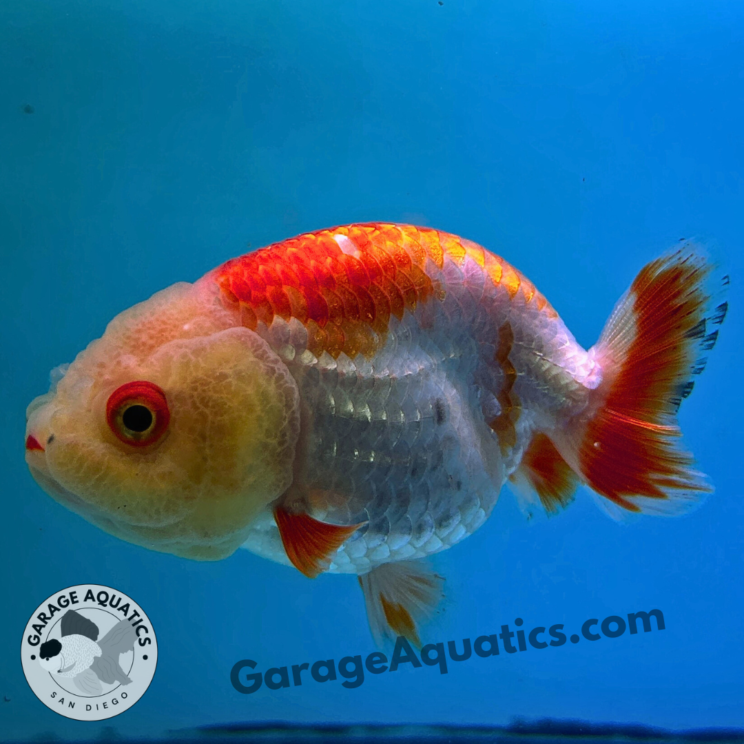 Live Premium Fancy Goldfish Thai Ranchu Red & White 3" Body 6 Months (JC-101) R1C03