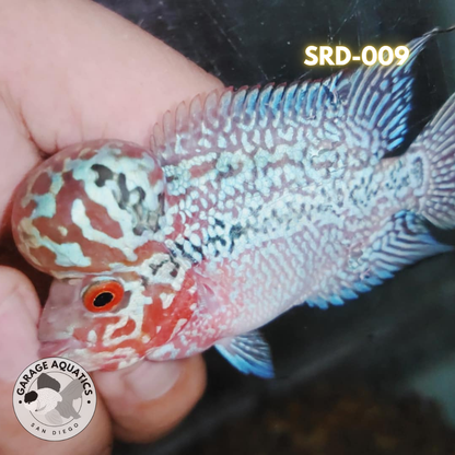 F1 Super Red Dragon Flowerhorn MALE 2" inch King Kamfa BIG KOK (SRD-009) D25-1