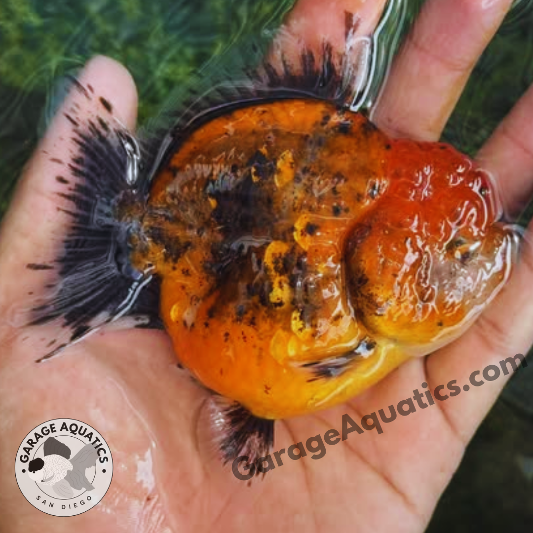 Live Premium Fancy Goldfish Thai Yuanbao Oranda 3" Body Calico Color (Our Choice)