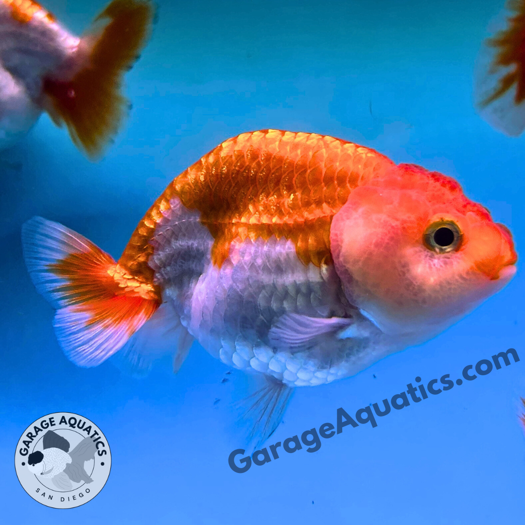 Live Premium Fancy Goldfish Thai Ranchu Red & White 3" Body 6 Months (JC-103) R1C03