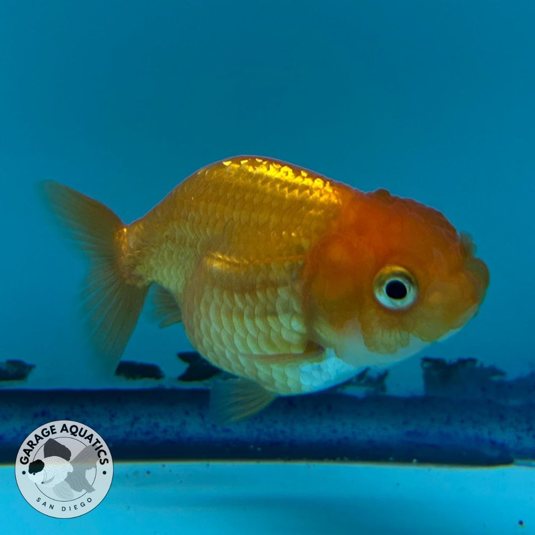 Thai Ranchu Red Male 2” Body 3 Months(JC-017)