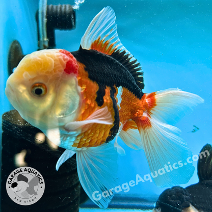 Live Premium Fancy Goldfish Thai Oranda Tri-Color 3” body Male 6 Months (JC-111) R1C03