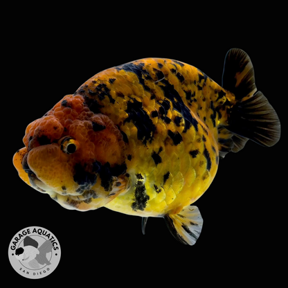 Live Premium Fancy Goldfish Red Tiger Giant Structure Ranchu Our Choice (Direct from Farm)