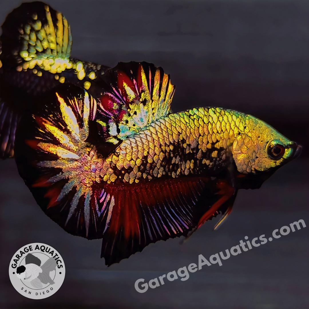 Live Male Betta Black Panther Show Grade