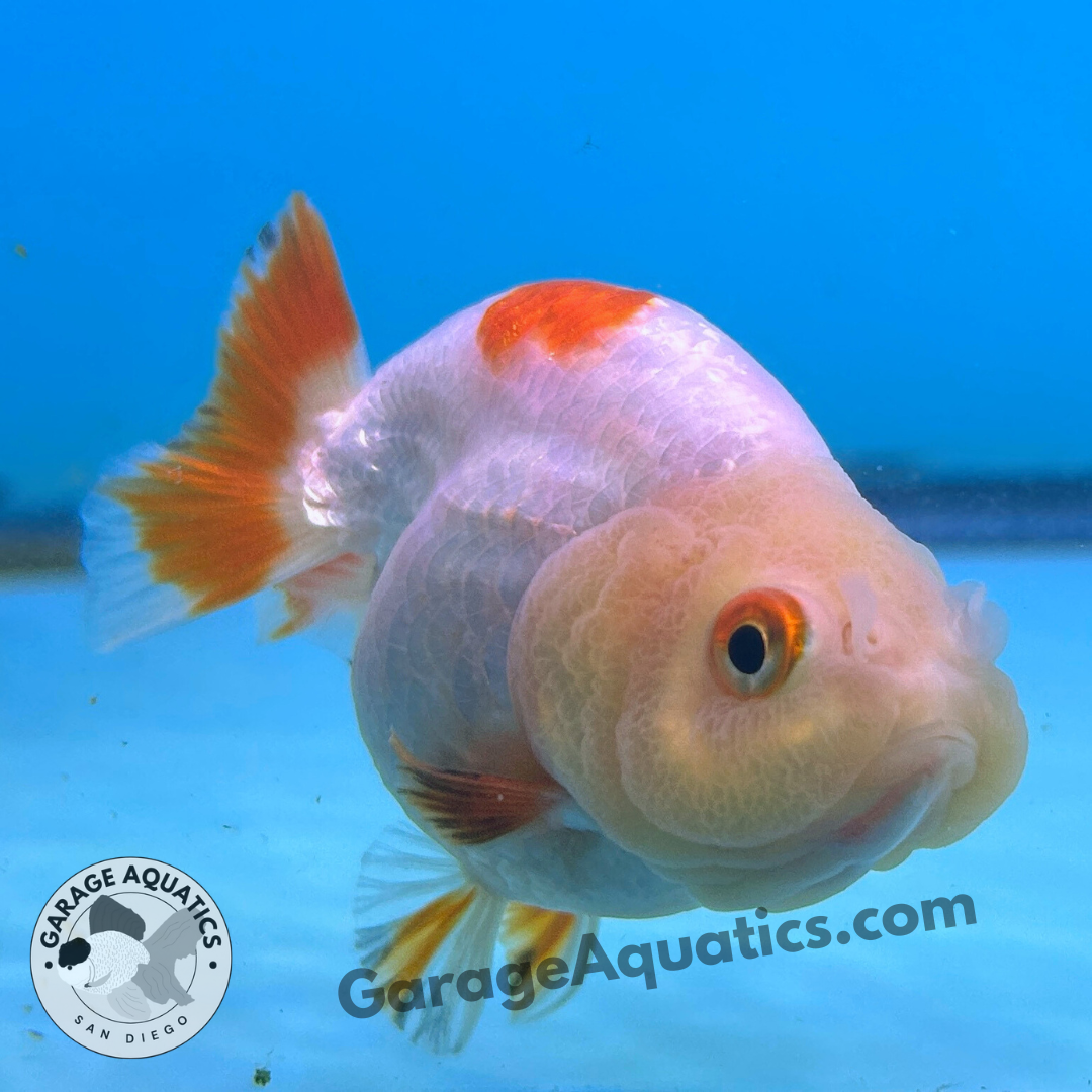 Live Premium Fancy Goldfish Thai Ranchu Red & White 3" Body 6 Months (JC-100) R1C03