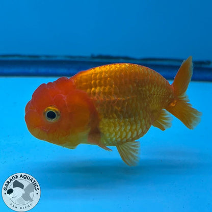 A Grade Thai Lionchu Lucky Red 2.5" Body Male 5 Months (JC-013)