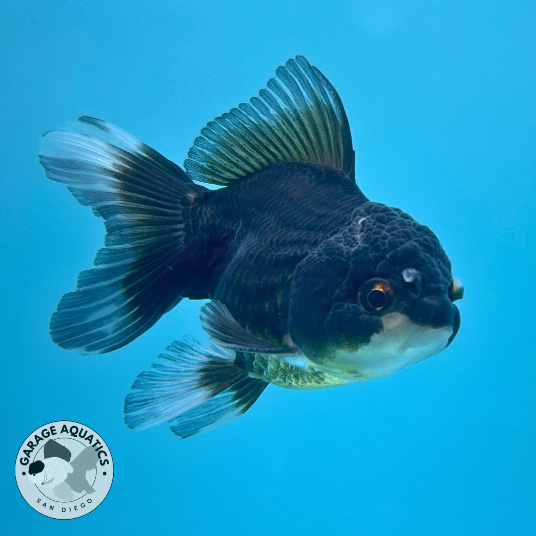 Live Premium Fancy Goldfish Thai Oranda Panda 2” body R1C03(JUS-005)
