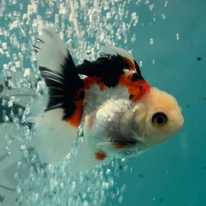 Live Premium Fancy Goldfish Thai Oranda Tri-Color 2.5" Male Body (SAK-005)