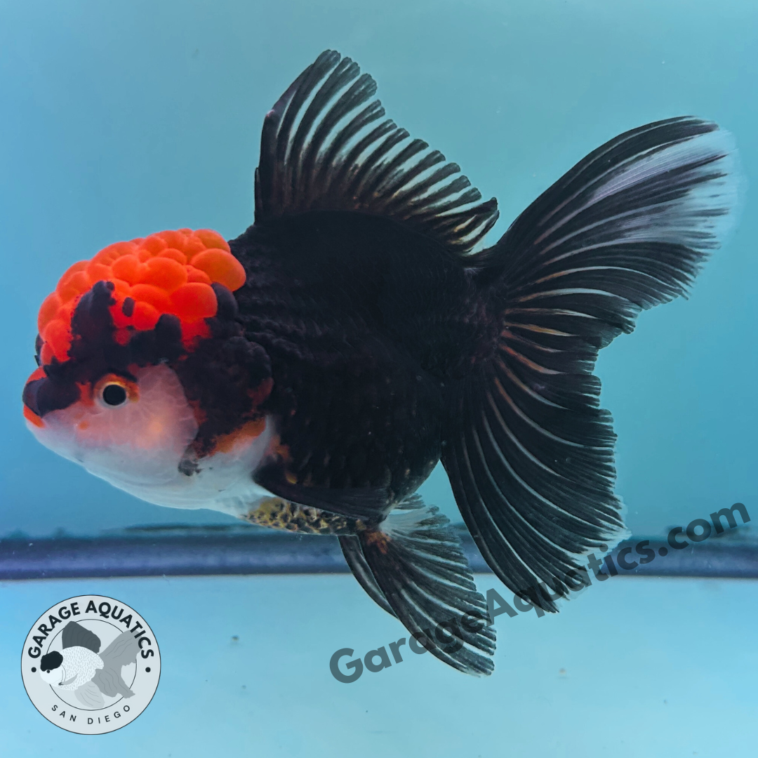 Live Premium Fancy Goldfish Thai Oranda Red Cap Black Body 3.5” body (JC-098)
