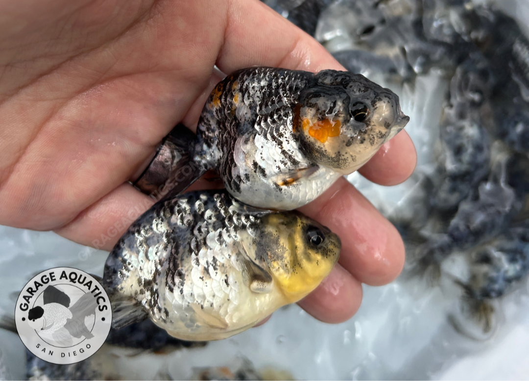 Live Fancy Goldfish Premium Select Our Choice White Tiger / Granite Calico Ranchu – Direct from Farm