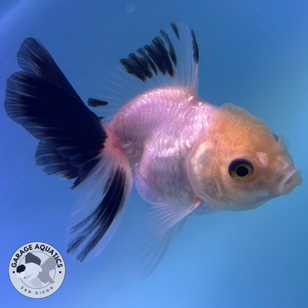 Live Premium Fancy Goldfish Thai Oranda Panda Lemon Head 2” body (JC-092) R1C02