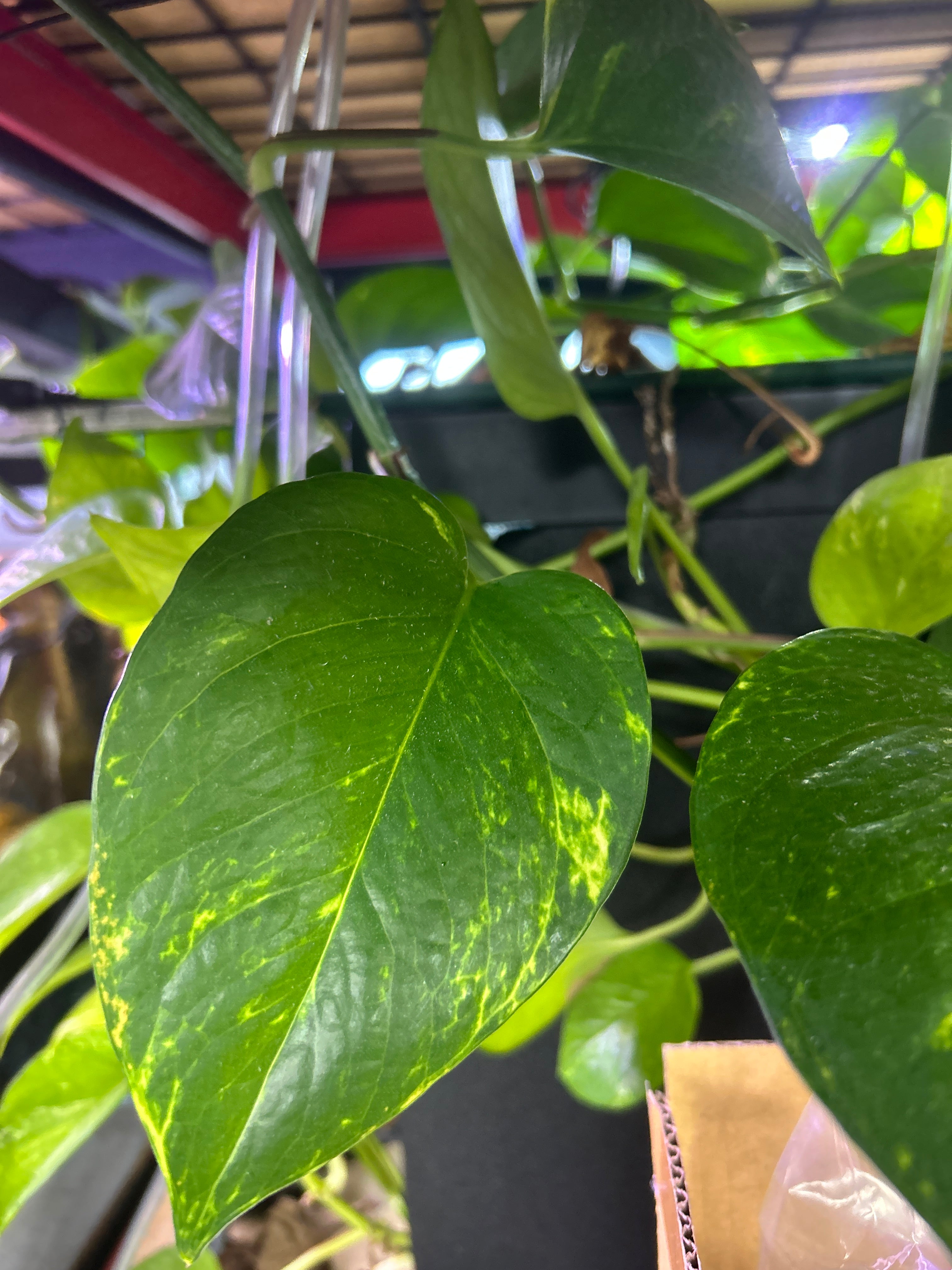 Live Pothos Natural Nitrate Absorber & Algae Control Plant