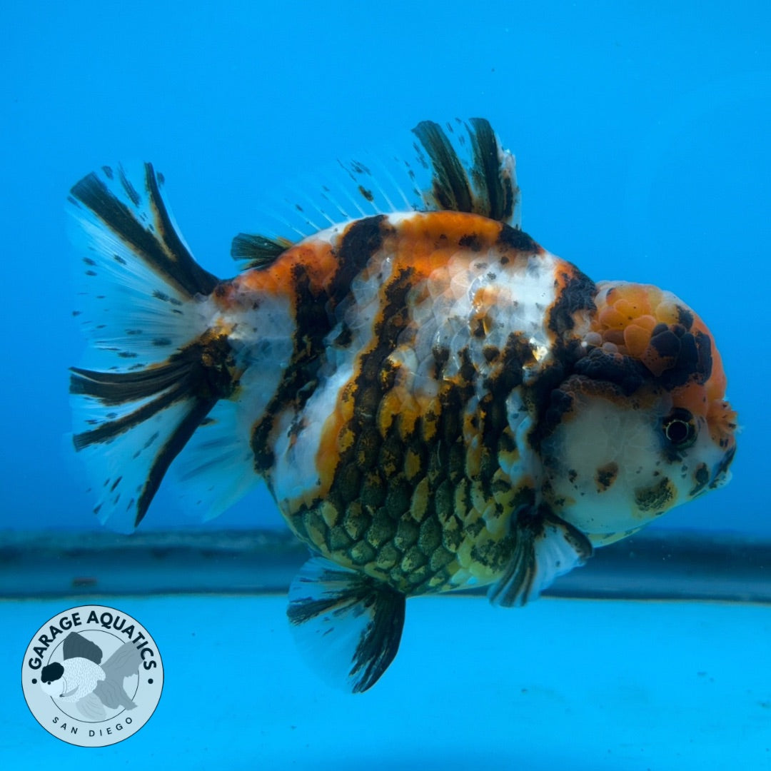 NK Thailand Thai Oranda Short Tail Tiger Calico 4” Body Male (JC-026) R1C4 (FREE 2 DAY SHIPPING)