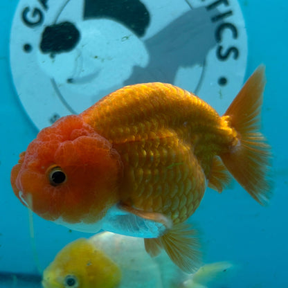Two goldfish, one orange and one yellow-and-white, swimming in a blue tank with a visible Garage Aquatics logo sticker on the background.