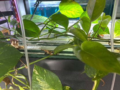 Live Pothos Natural Nitrate Absorber & Algae Control Plant