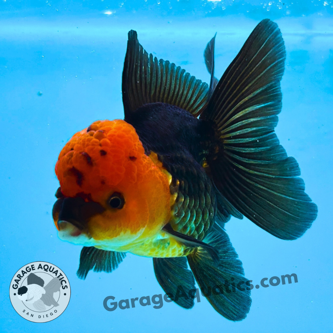 Live Premium Fancy Goldfish Thai Oranda Red Cap Black Body 3.5” body Female 8 Months (JC-108) Show Tank