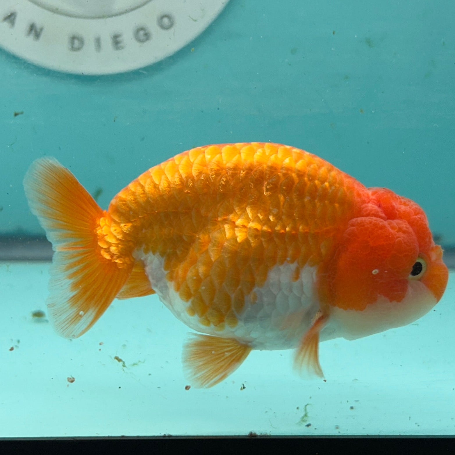 Live Premium Fancy Goldfish Thai Lionchu Red & White 3" Male Body (DON-006)