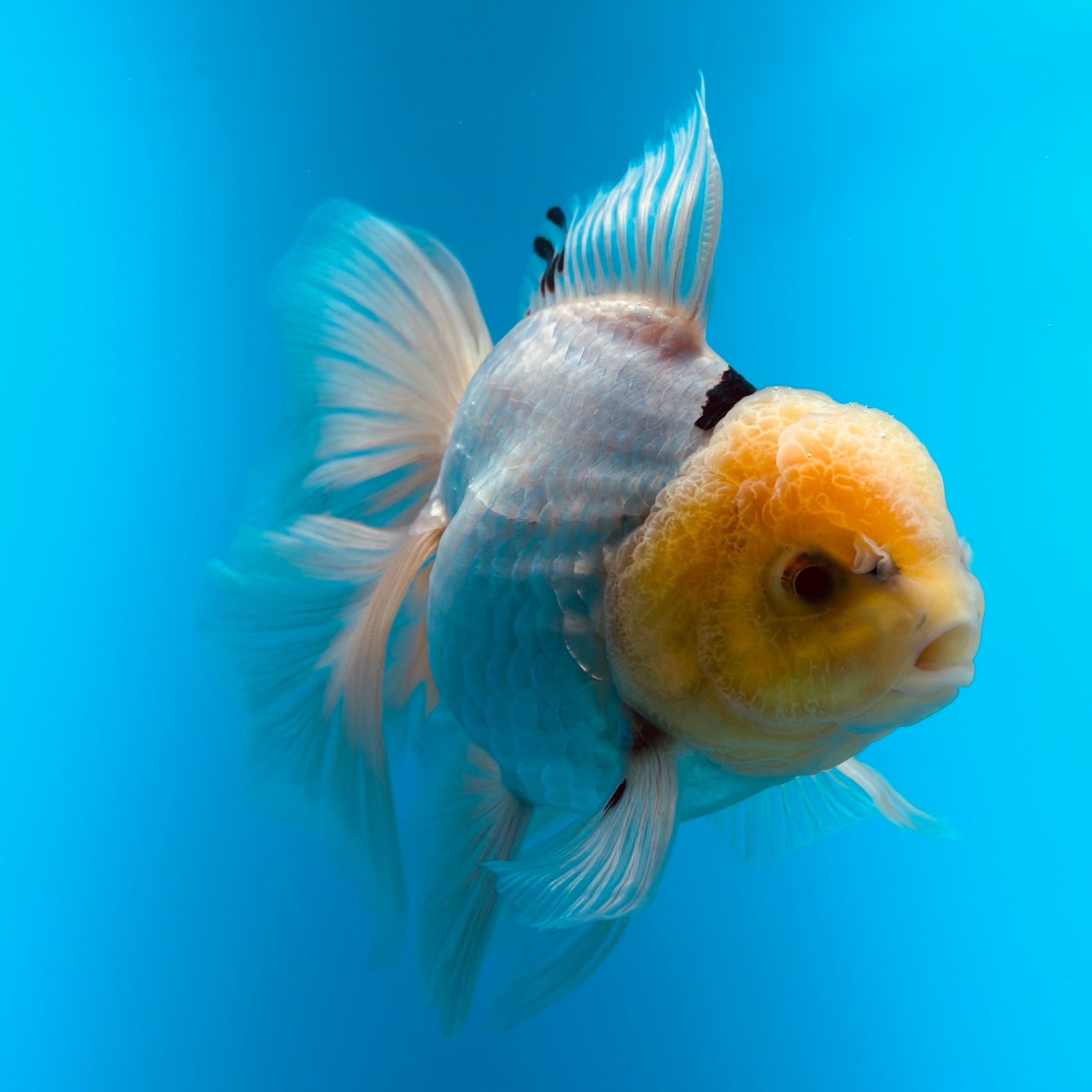 Thai Oranda 3"-4" Body Panda Direct From Farm (OUR CHOICE)