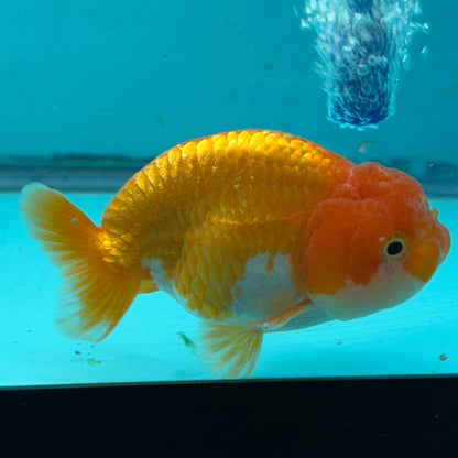 A live goldfish, specifically a San Diego Goldfish (SDG) Randa variety, swimming in a blue-tinted aquarium tank with an air bubbler running vertically. The fish has a prominent orange forehead and nuchal crest, with white and orange markings on its body and tail.