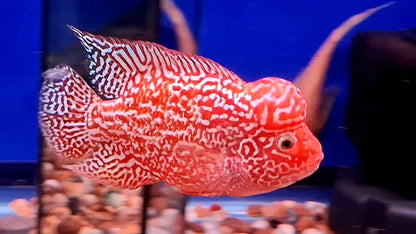 Golden Base Flowerhorn 6" PREMIUM (DIRECT FROM FARM)