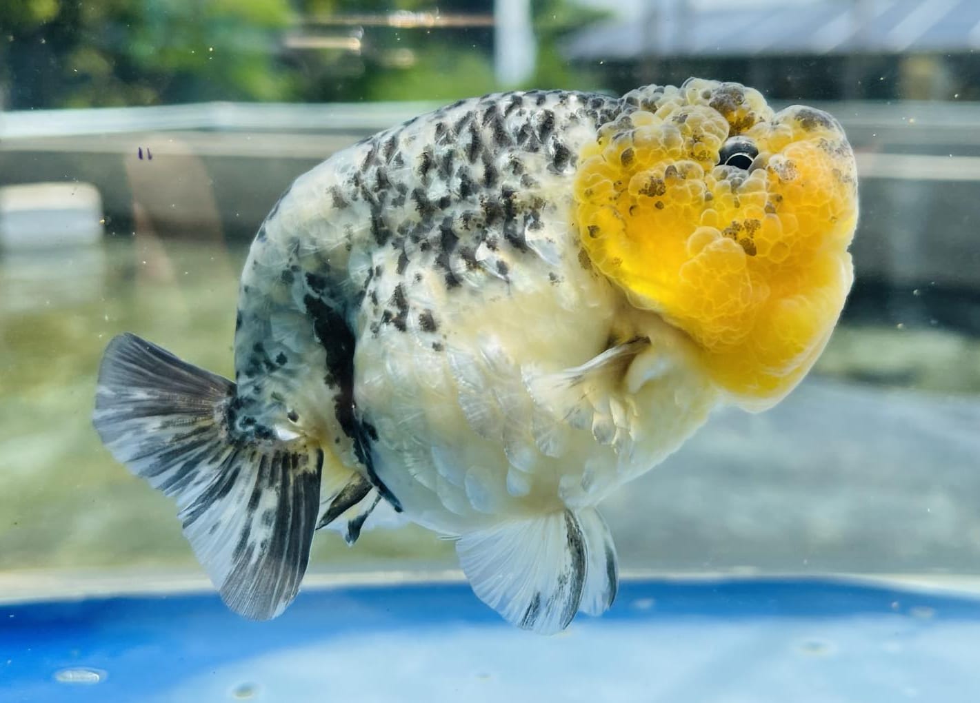 Live Fancy Goldfish Premium Select Our Choice Calico Ranchu – Direct from Farm