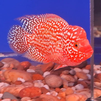 Golden Base Flowerhorn 5" inch PREMIUM (Direct From Farm)