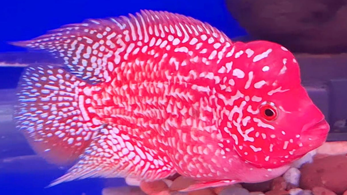 Golden Base Flowerhorn 5" inch PREMIUM (Direct From Farm)