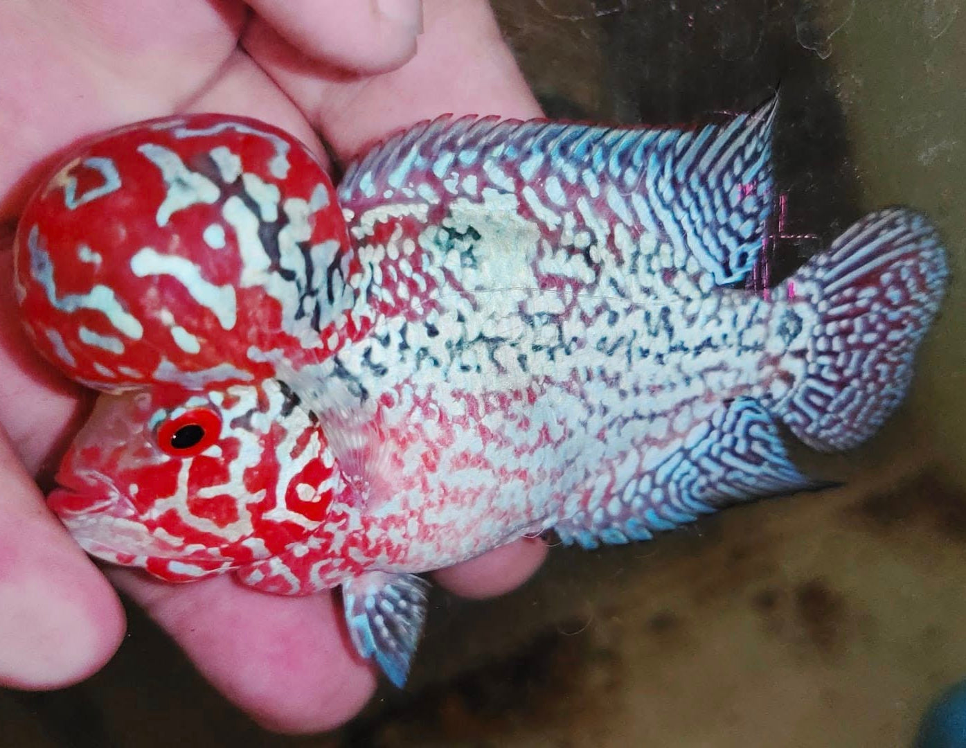 PREMIUM Super Red Dragon Flowerhorn MALE (Direct From Farm)