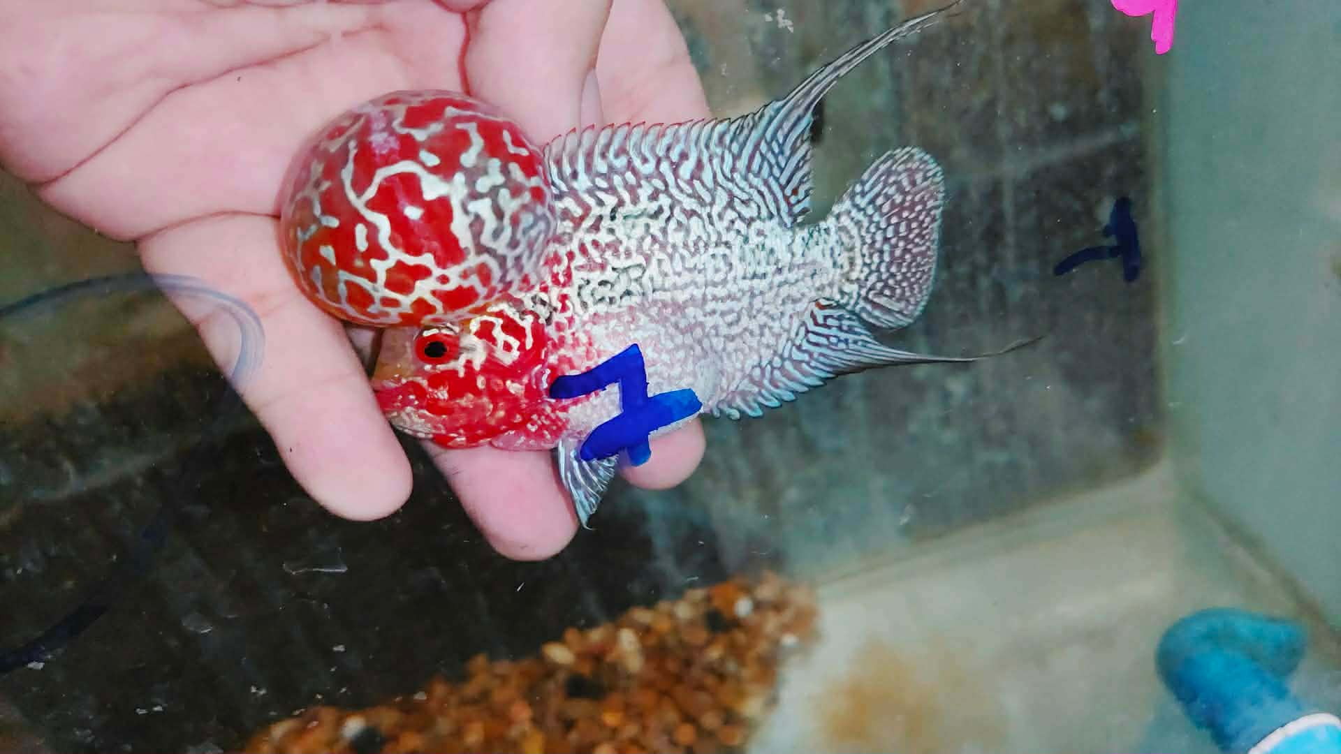Super Red Dragon Flowerhorn MALE 4" inch MONSTER KOK (SRD-028)