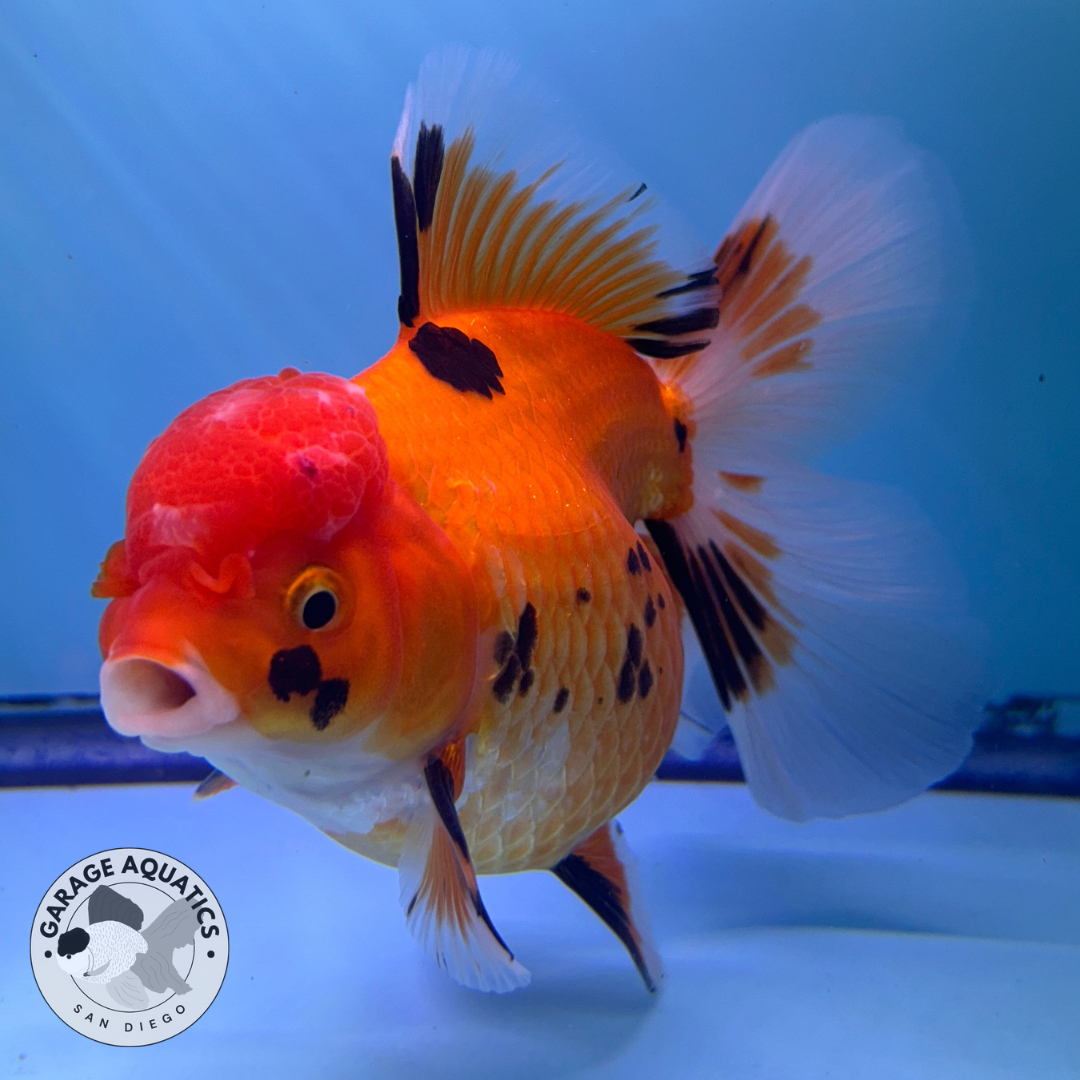 Live Premium Fancy Goldfish Thai Oranda Tri-Color Giant Breed Peacock Orchid Tail Female 4” Body 8 Months (JC-074)