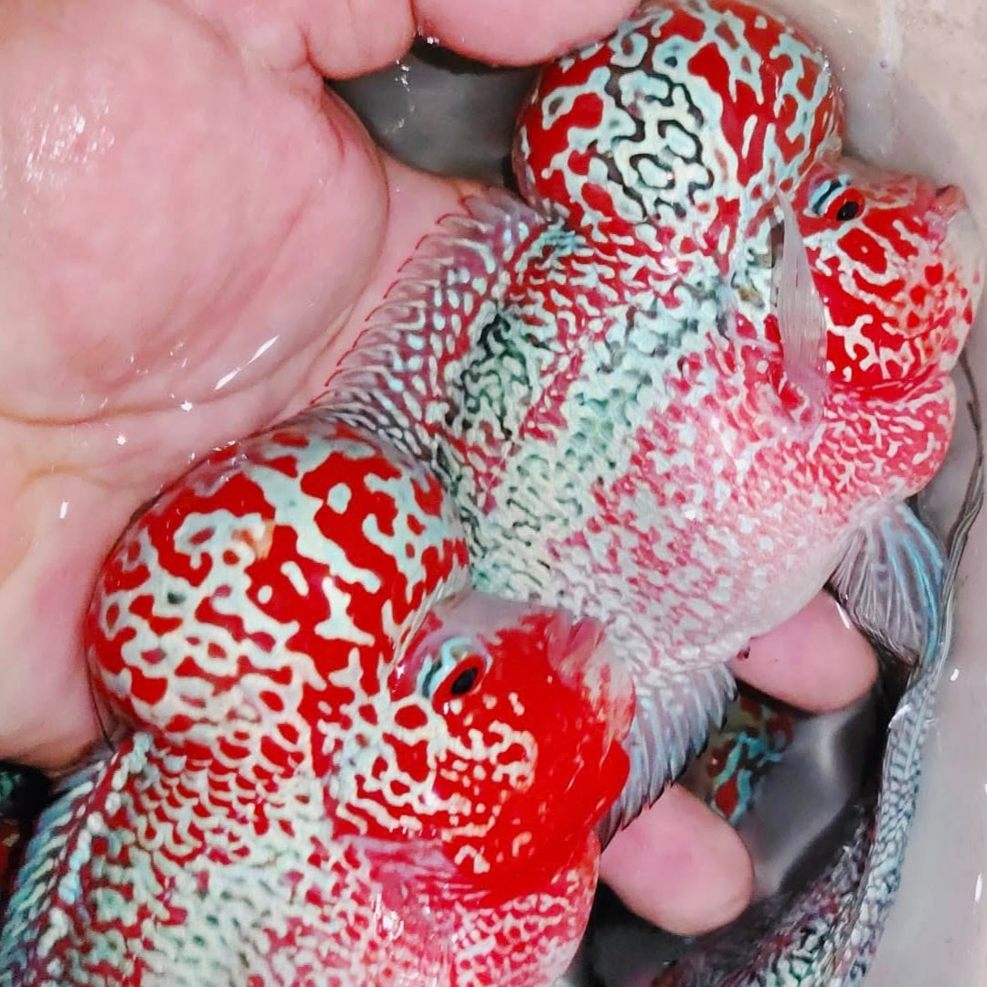 PREMIUM Super Red Dragon Flowerhorn 6" MALE (Direct From Farm)