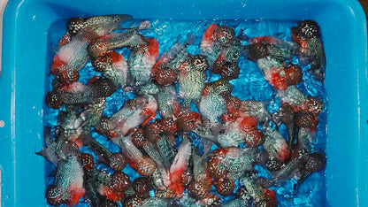 PREMIUM Super Red Dragon Flowerhorn MALE (Direct From Farm)